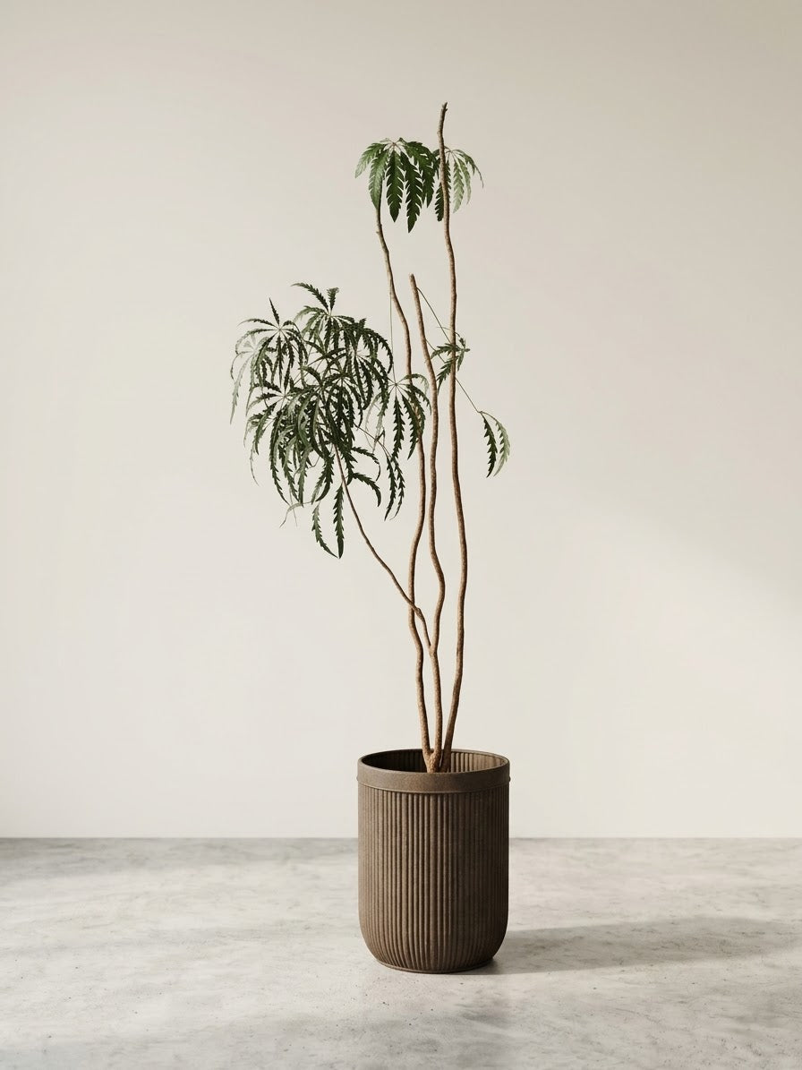 Plerandra elegantissima (Fingeraralie / Falsche Aralie)