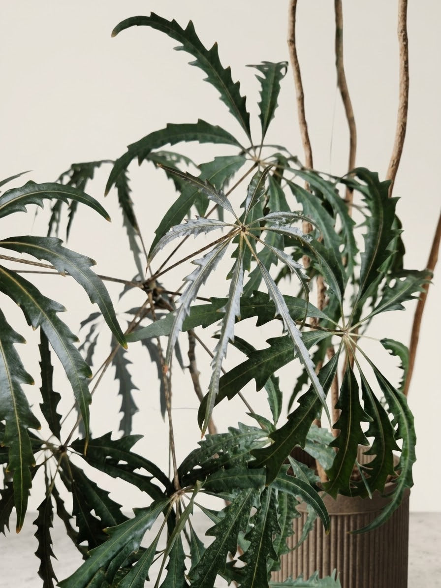 Plerandra elegantissima (Fingeraralie / Falsche Aralie)
