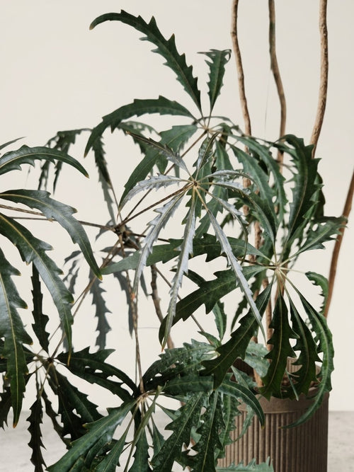 Plerandra elegantissima (Fingeraralie / Falsche Aralie)