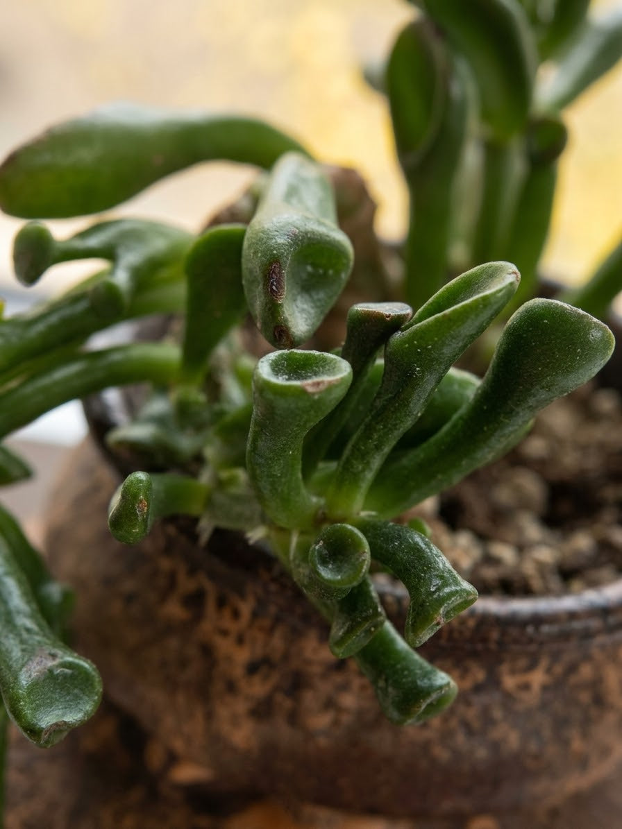 Crassula ovata (Geldbaum) 'Gollum'