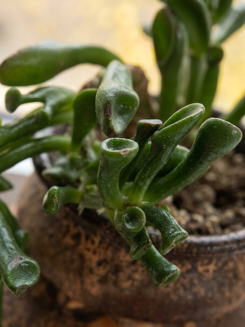 Crassula ovata (Geldbaum) 'Gollum'