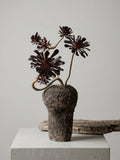 Aeonium arboreum 'Zwartkop' (Schwarzkopf-Aeonium)
