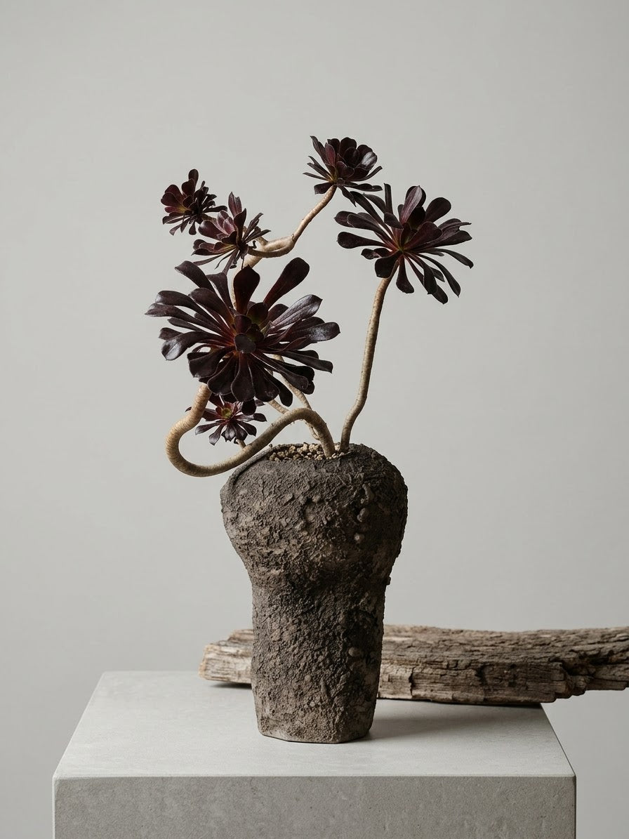 Aeonium arboreum 'Zwartkop' (Schwarzkopf-Aeonium)